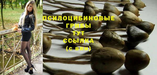 прущие грибы Белокуриха
